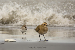 Wildlifefotografie Helgoland Düne Meerstrandläufer Alpenstrandläufer