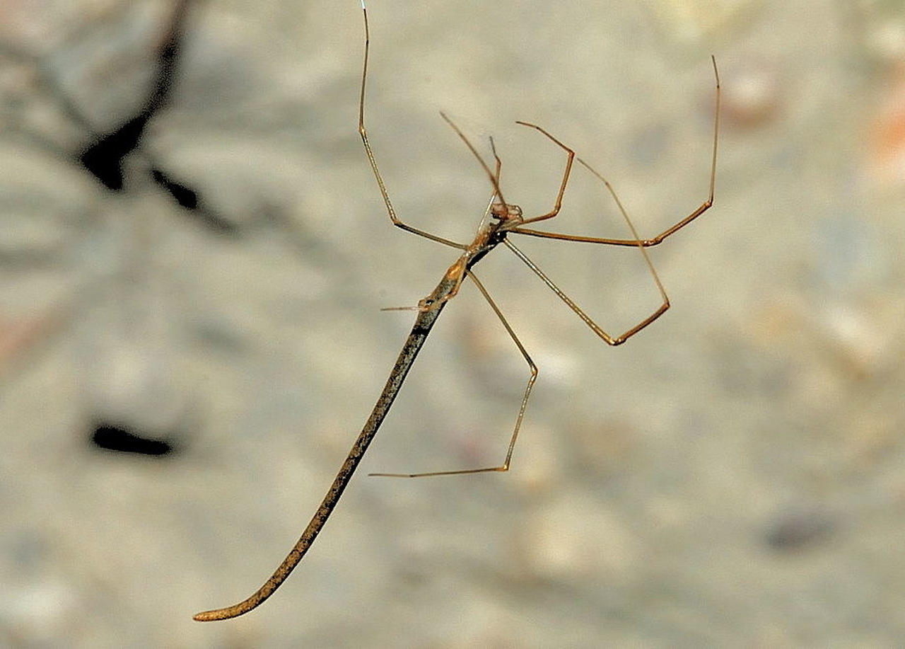 عدو من نوعه. عنكبوت على شكل يرقة غريبة تصطاد "إخوانها" بمهارةWhiplash Spider:
