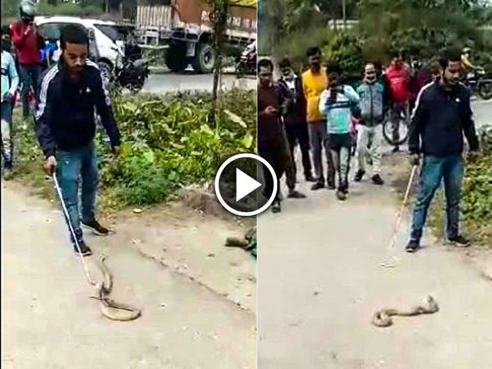 Shocking video of a man tries to catch King Cobra