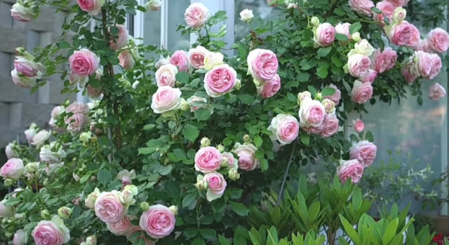 Pierre de Ronsard Rose