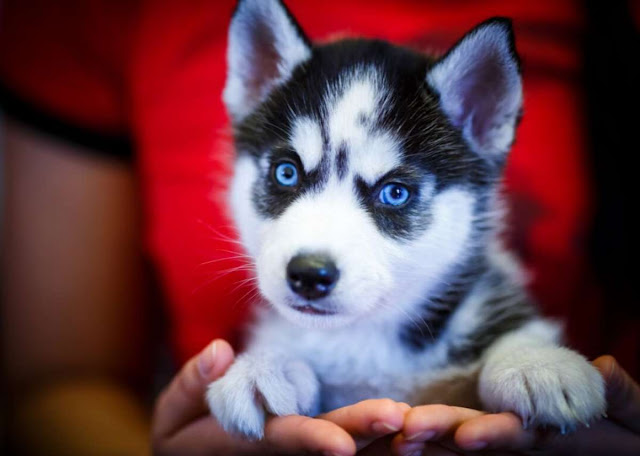 Husky puppies blue eyes