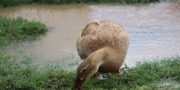 Do Ducks Need Water?