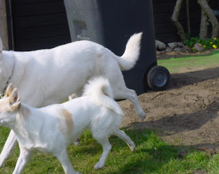 honden spiegelen menselijk gedrag