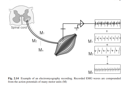 Electromyography