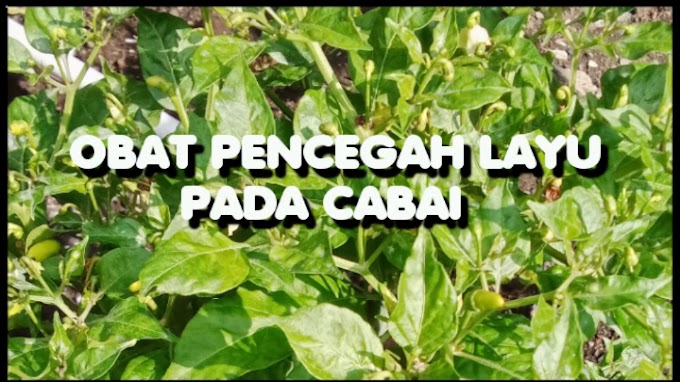 Obat antisipasi untuk mengatasi layu cabai