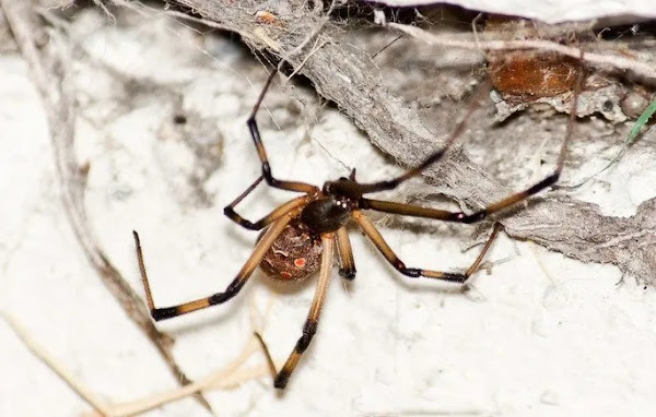 As aranhas-teia-de-funil são perigosas por algumas razões, além da potência do seu veneno. Em primeiro lugar porque ocorrem em áreas urbanas