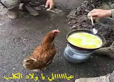 دجاجة أو فرخة تشاهد رجل وهو يطهو بيض مقلي في طاسة على النار