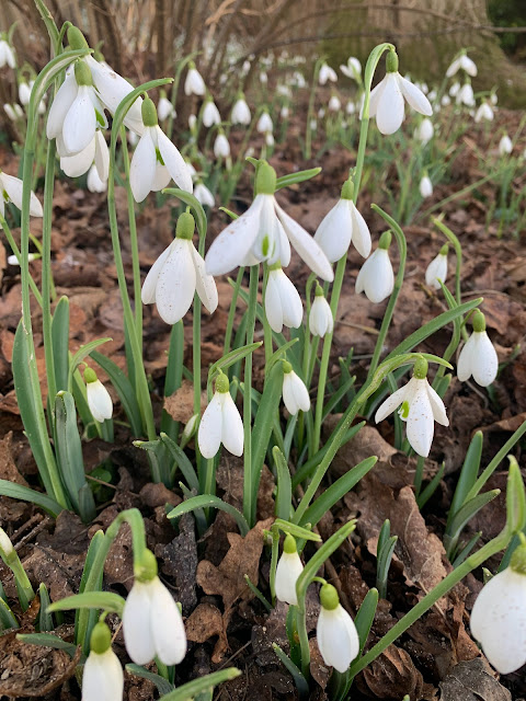 Snowdrops at Painswick Rococo Gardens with blue sky and clouds behind