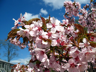 Вишня курильская (Prunus kurilensis, =Cerasus kurilensis, =Prunus nipponica var. kurilensis)