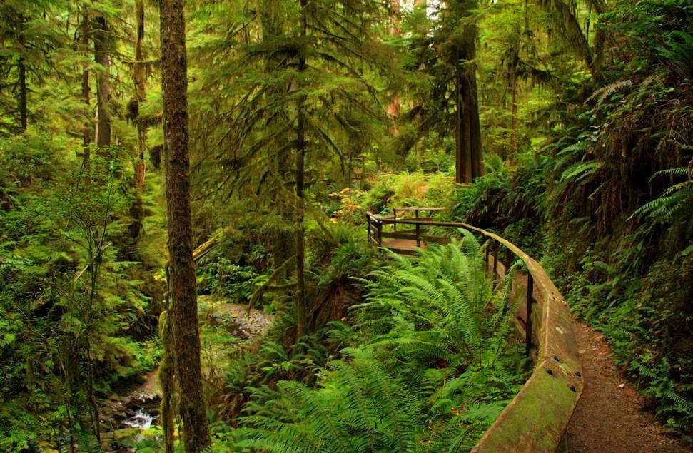 Hoh Rainforest Washington State