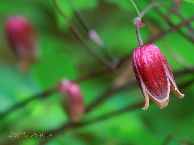 Clematis japonica