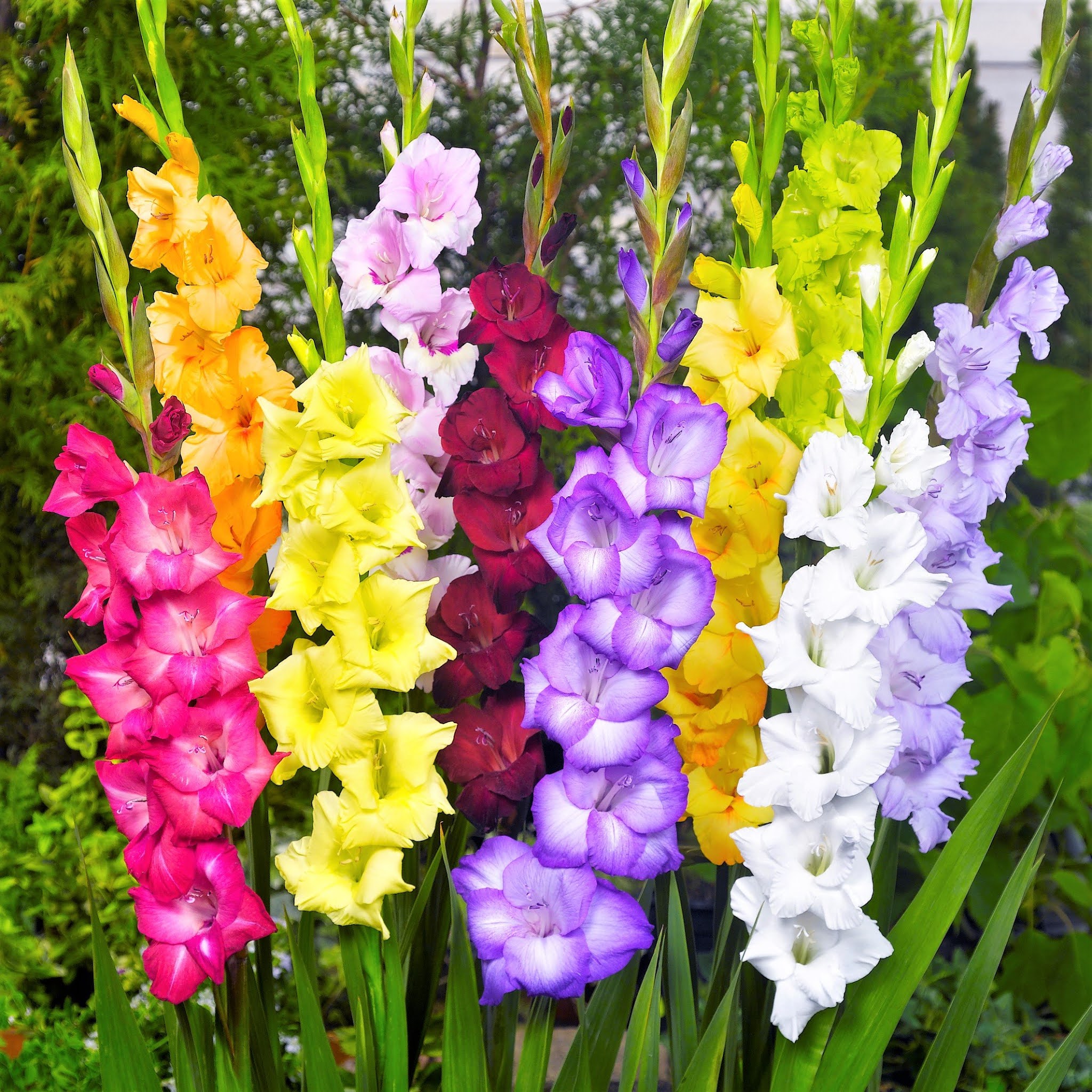 Gladiolus