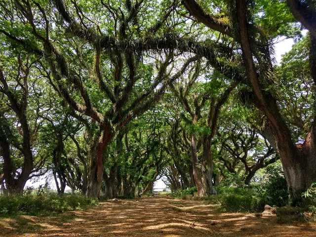 hutan djawatan benculuk