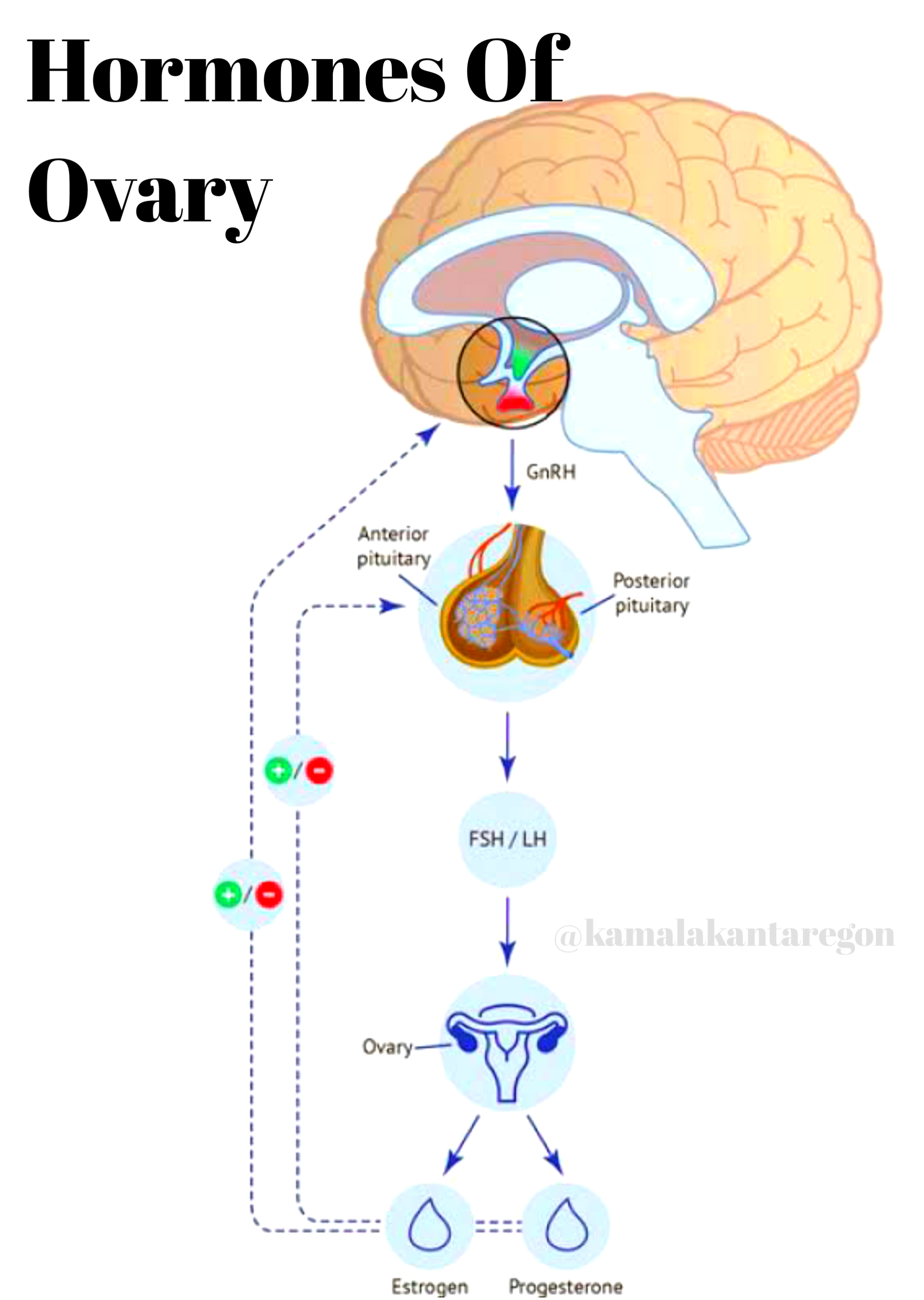 Pituitary-gland