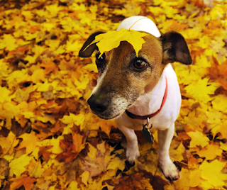 Tan and white jack russell terrier dog amongst fallen autumn leaves