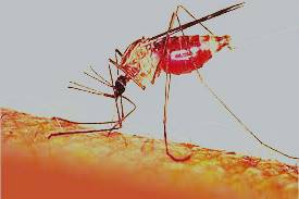علاج الملاريا | سر علاج الملاريا الجديد و الفعال بنسبة كبيرة جدا لعلاج  الملاريا