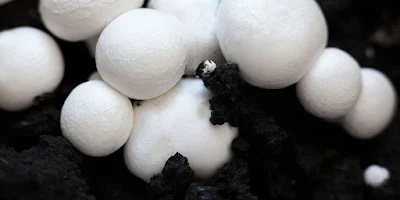 Button mushroom cultivation pdf.