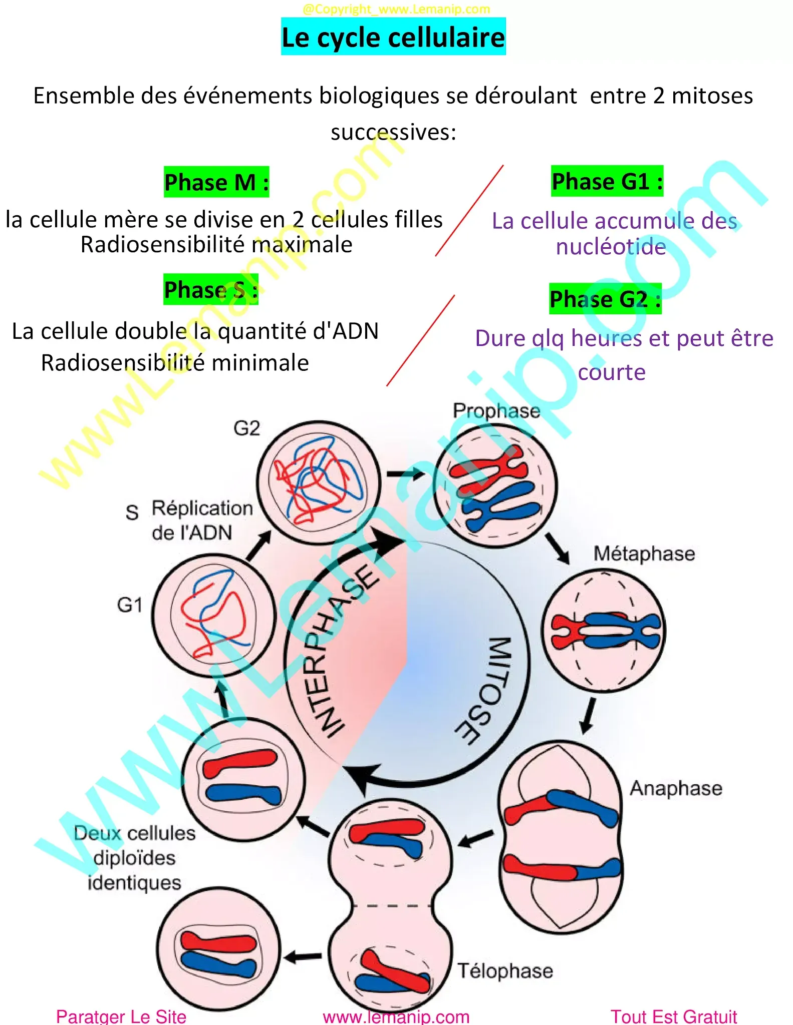 Cycle cellulaire