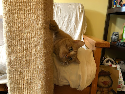 cat on futon next to scratching post