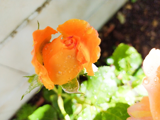 Rosa grandiflora "Soleil de Minuet".