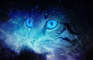 El poder energético de los gatos y su significado espiritual