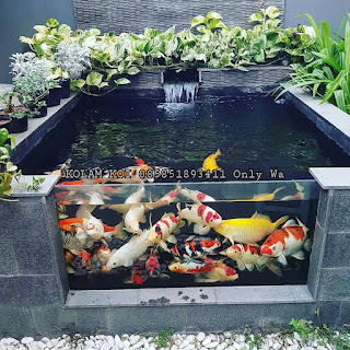 Jasa pembuatan kolam ikan koi minimalis di Surabaya