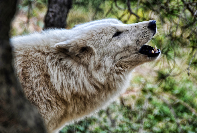 La mirada del lobo