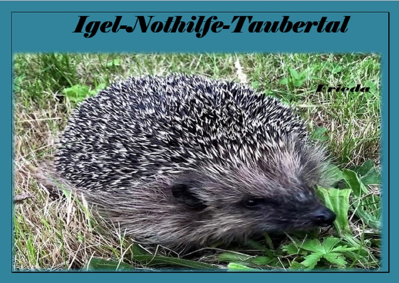 Igeline + Co - Igel-Nothilfe-Taubertal