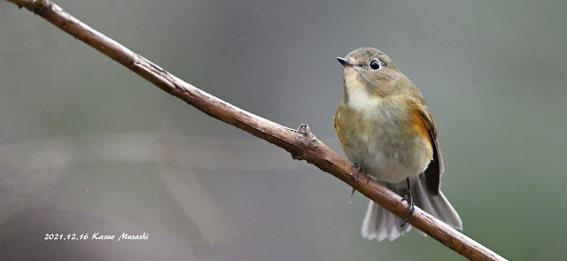 宮城の野鳥