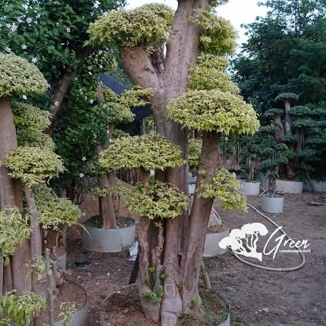 Jual Bonsai Anting Putri di Banyuwangi Langsung Dari Petani