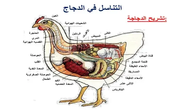 الجهاز التناسلي عند الدجاجة