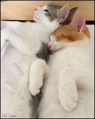 Cute Cat GIF • 2 young cat sleeping on their back in their little bed side to side. Adorable ♥ cattitude