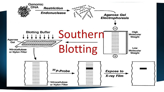 Southern Blotting Market