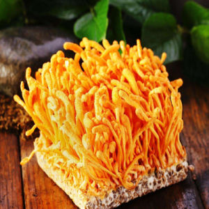 Top cordyceps mushroom company in Aurangabad