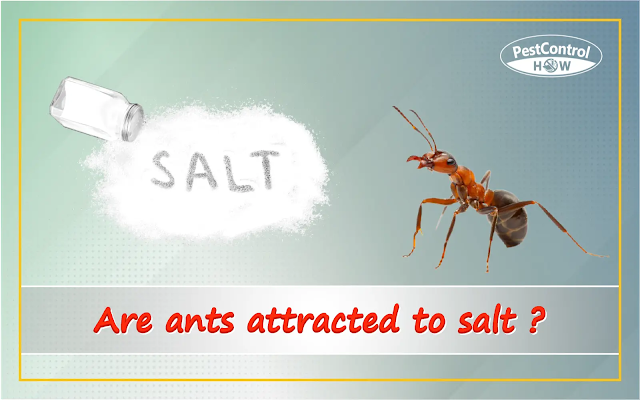 are-ants-attracted-to-salt