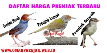 Harga Burung Prenjak