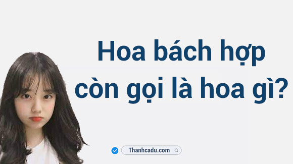 hoa-bach-hop-la-hoa-gi