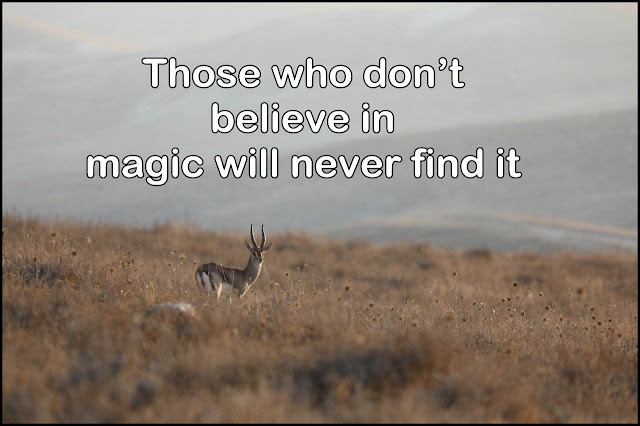 Those who don’t believe in magic will never find it