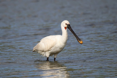 Lepelaar - Leppelbek - Platalea leucorodia