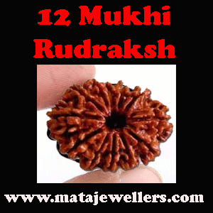 12 face rudraksh beads