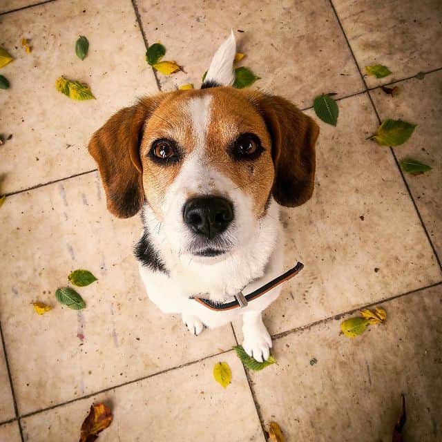 long eared beagle