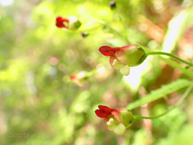 Scrophularia musashiensis