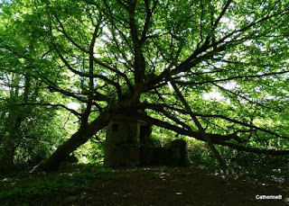 urbex-manoir-château-corsaire-parc-arbre-remarquable-jpg