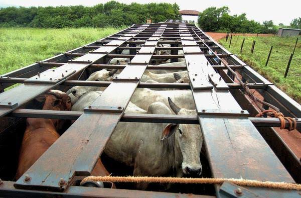 Jaru: Pecuarista obtém liminar que lhe garante isenção de ICMS no transporte de gado entre suas propriedades em Rondônia e Amazonas