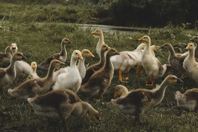 Duck Farming In Hindi