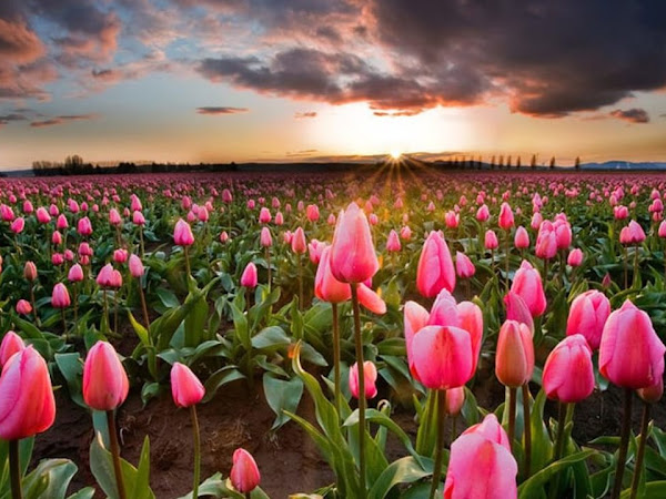 Papéis de parede - Flores 