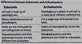 Differences between Eubacteria and Archaebacteria