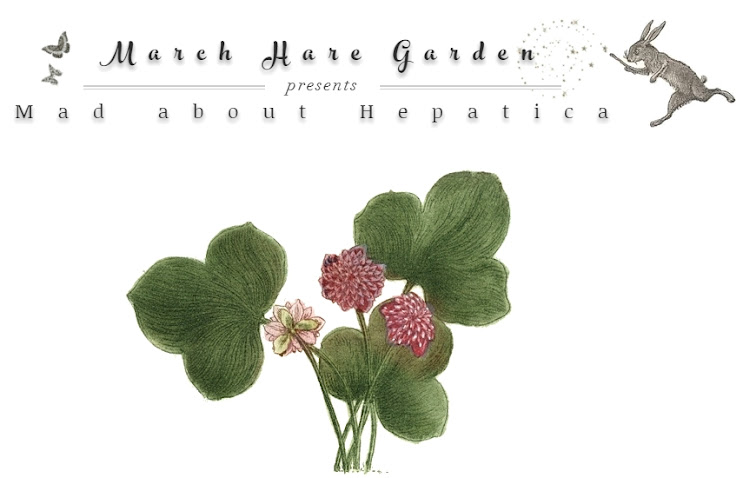 Mad about Hepatica