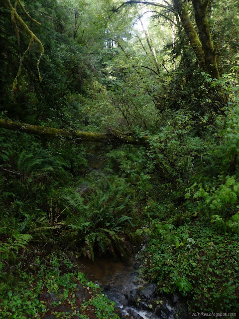 11: water between a lot of green