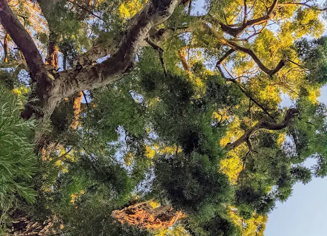 Coimbra in 24 hours: giant spiny-leaf podocarp at Hotel Quinta da Lagrimas